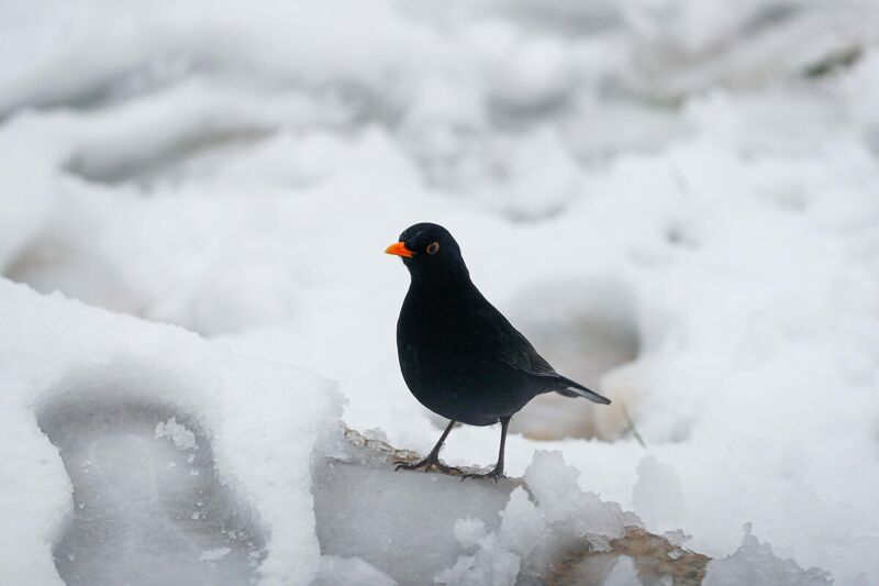 A blackbird searches for food in the snow-covered ground in Limerick during the ongoing cold weather. Picture: Damien Storan A blackbird searches for food in the snow-covered ground in Limerick during the ongoing cold weather. Picture: Damien Storan