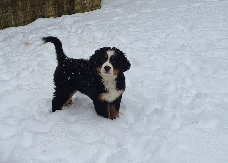 Ten week old Bernese mountain puppy, Raven, encounters snow for the first time in a garden Ten week old Bernese mountain puppy, Raven, encounters snow for the first time in a garden