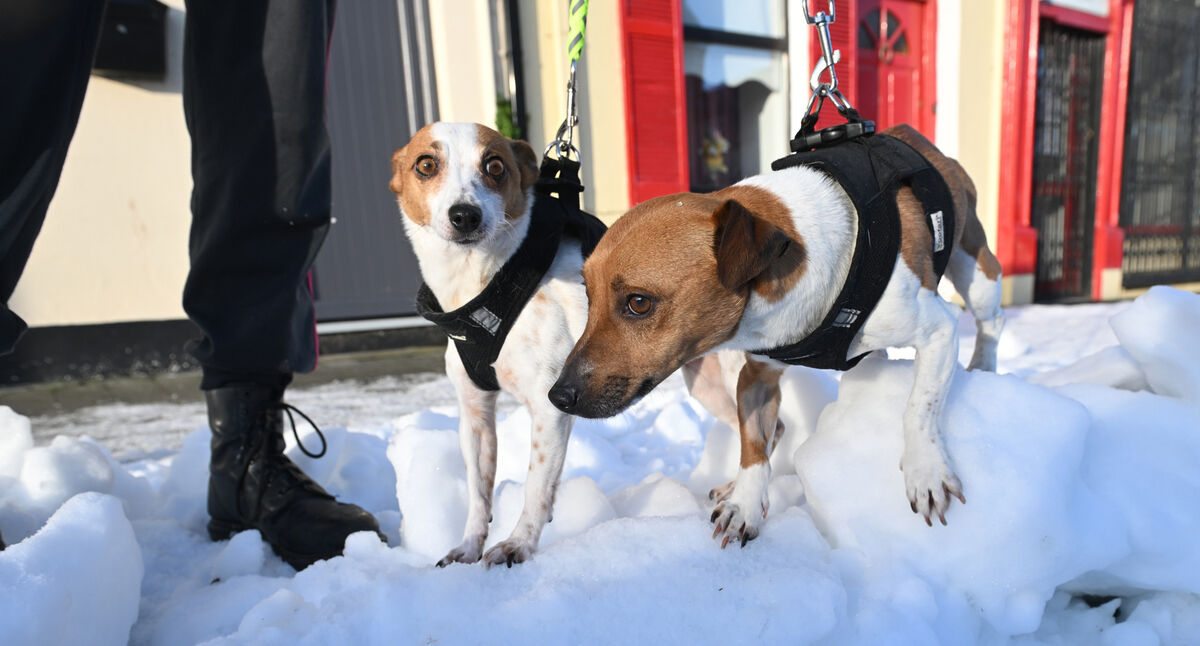  First time in the snow for dogs Roo and Barney with their owner Danielle Halvey in Buttevant, Cork. Picture: Dan Linehan