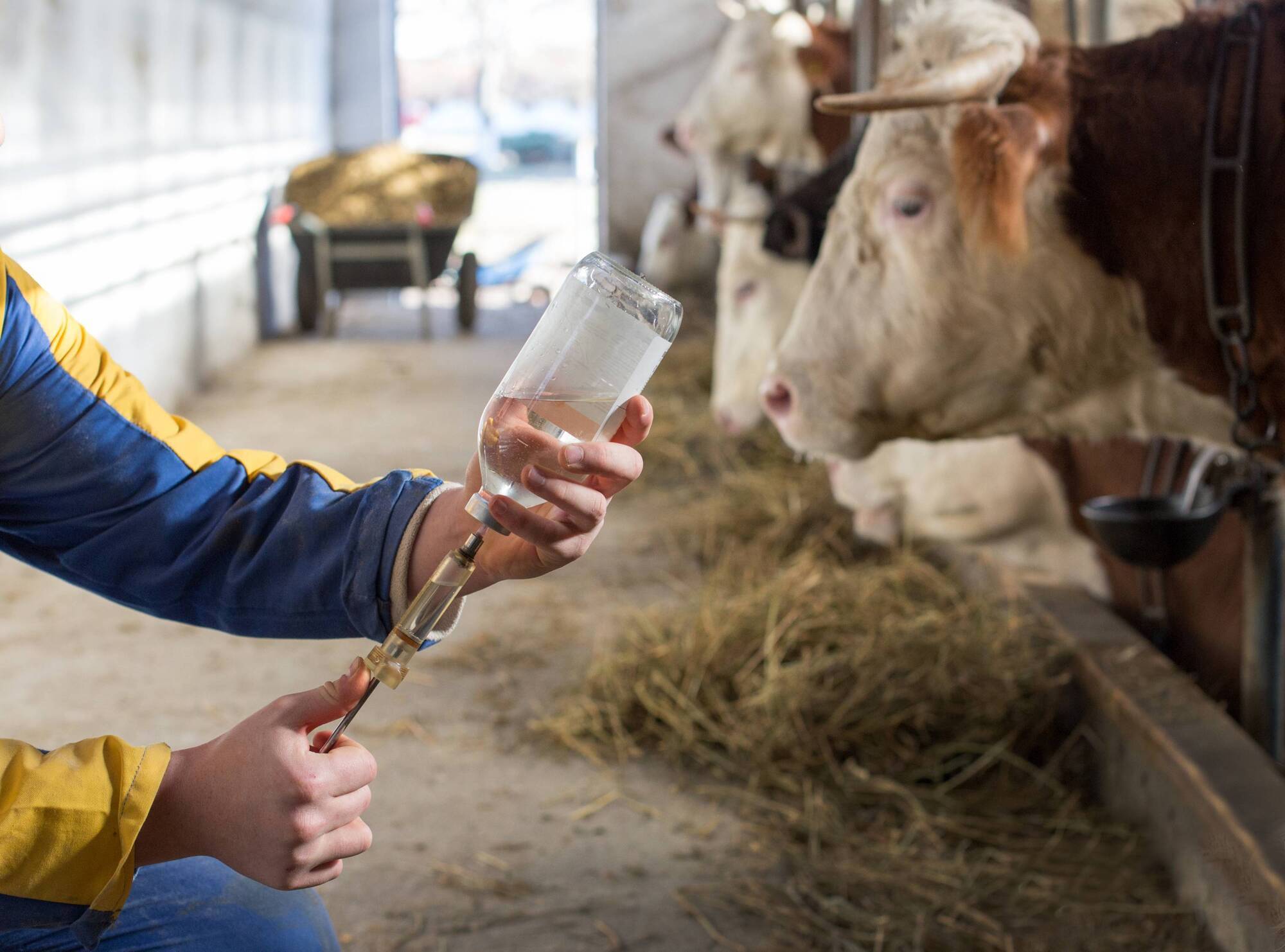 Hazell Mullins: New year vaccinations. Don't let the cold snap derail good intentions