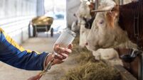 Veterinarian with vaccination in front of cows