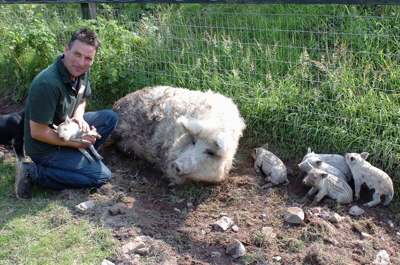 Sow's ear and silk purse? Ivan Rumley with Sophie and her six piglets, in 2014. Pic; Larry Cummins