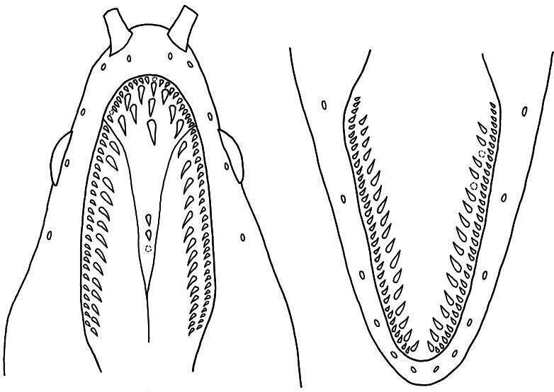 Dentition of Uropterygiushades. Upper jaw (left) and lower jaw (right). Dotted circles represent the sockets of missing teeth. https://pubmed.ncbi.nlm.nih.gov/39698230/