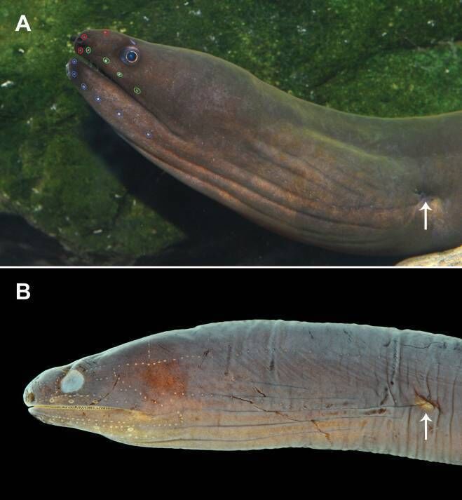 Lateral views of the head of Uropterygiushades / Hades' Snake Eel.  (Arrows indicate the gill opening). Image from Description of a new uniformly brown estuarine moray eel (Anguilliformes, Muraenidae) from the Central Indo-Pacific Ocean
