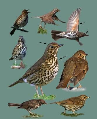 Song Thrushes.