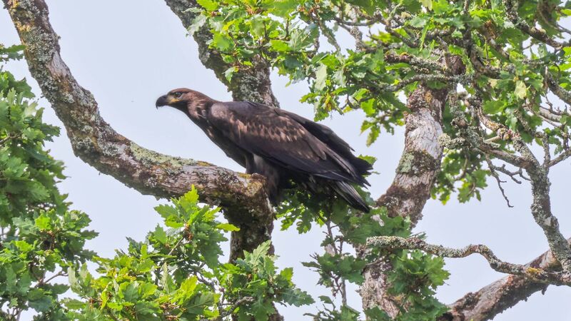 'A deplorable act': Minister condemns shooting of endangered white-tailed eagle 'A deplorable act': Minister condemns shooting of endangered white-tailed eagle
