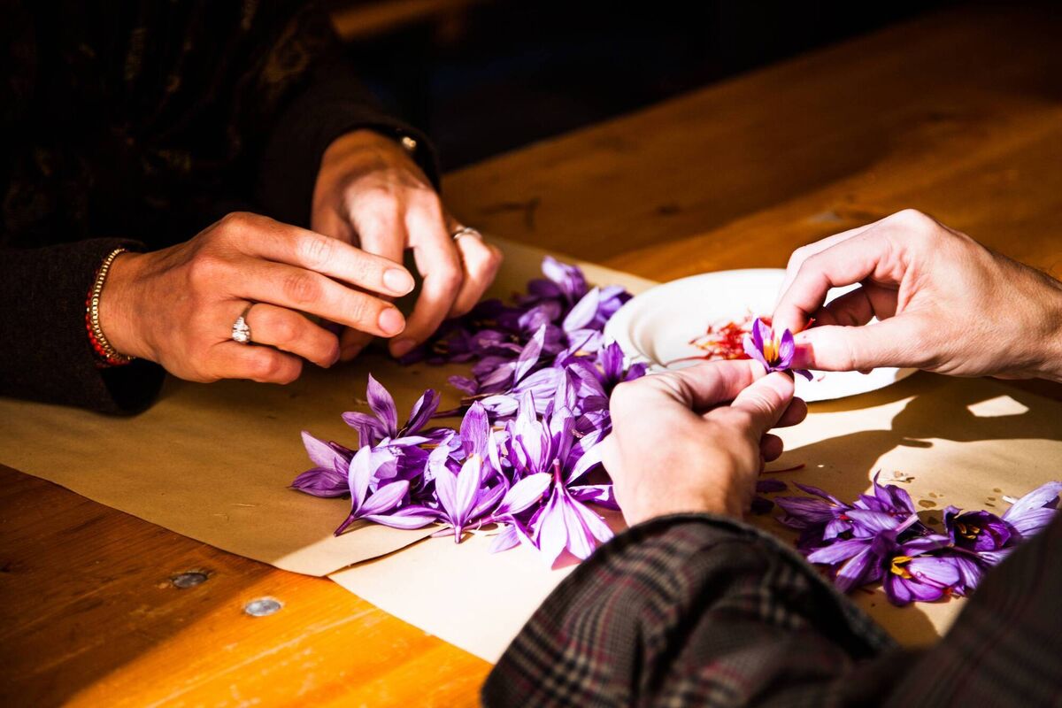Saffron farming in Italy.