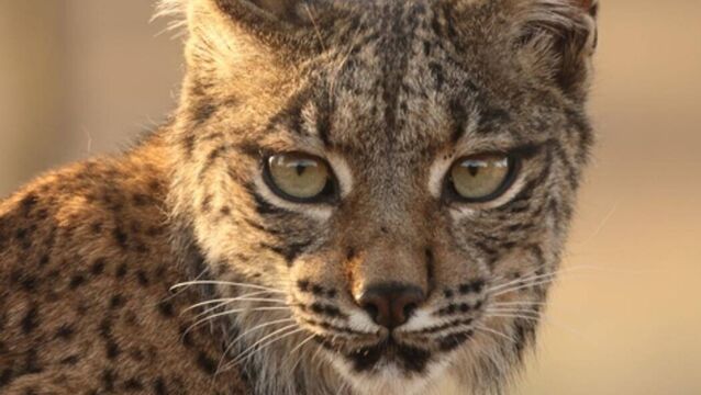 <p>Iberian lynx rebounding thanks to conservation action. Image: IUCN</p>