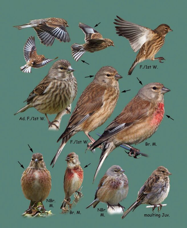 Linnets are the size of a robin but are slimmer, with a short, triangular grey beak, and dark legs