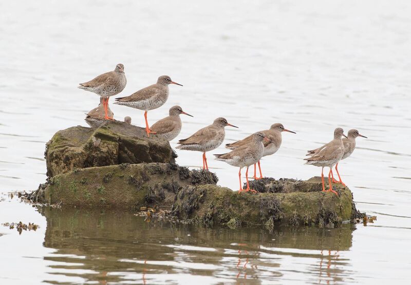 Redshank. Picture: Mark Carmody Redshank. Picture: Mark Carmody