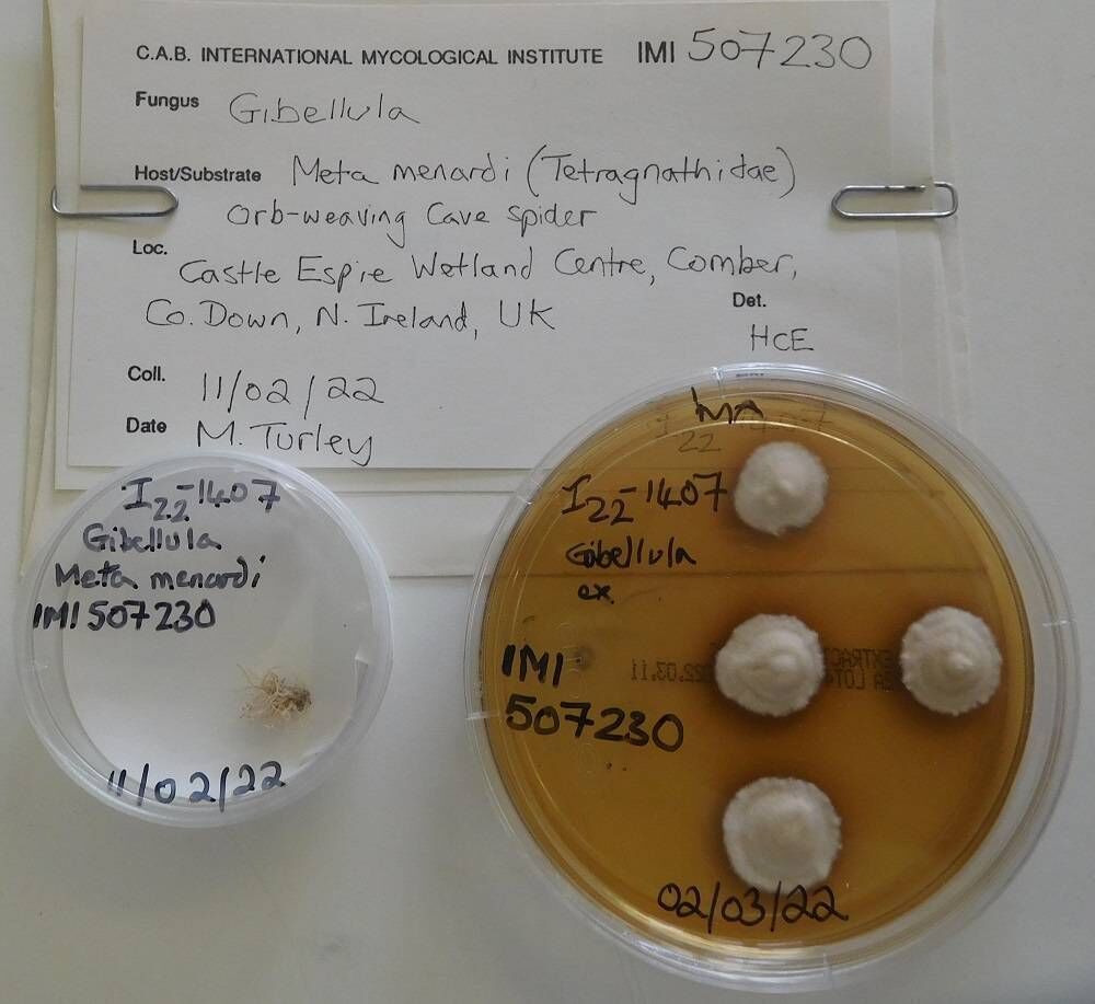 Harry Evans’s agar plate preparation as part of the analysis to confirm Gibellula attenboroughii as a new fungal species. Picture: CABI