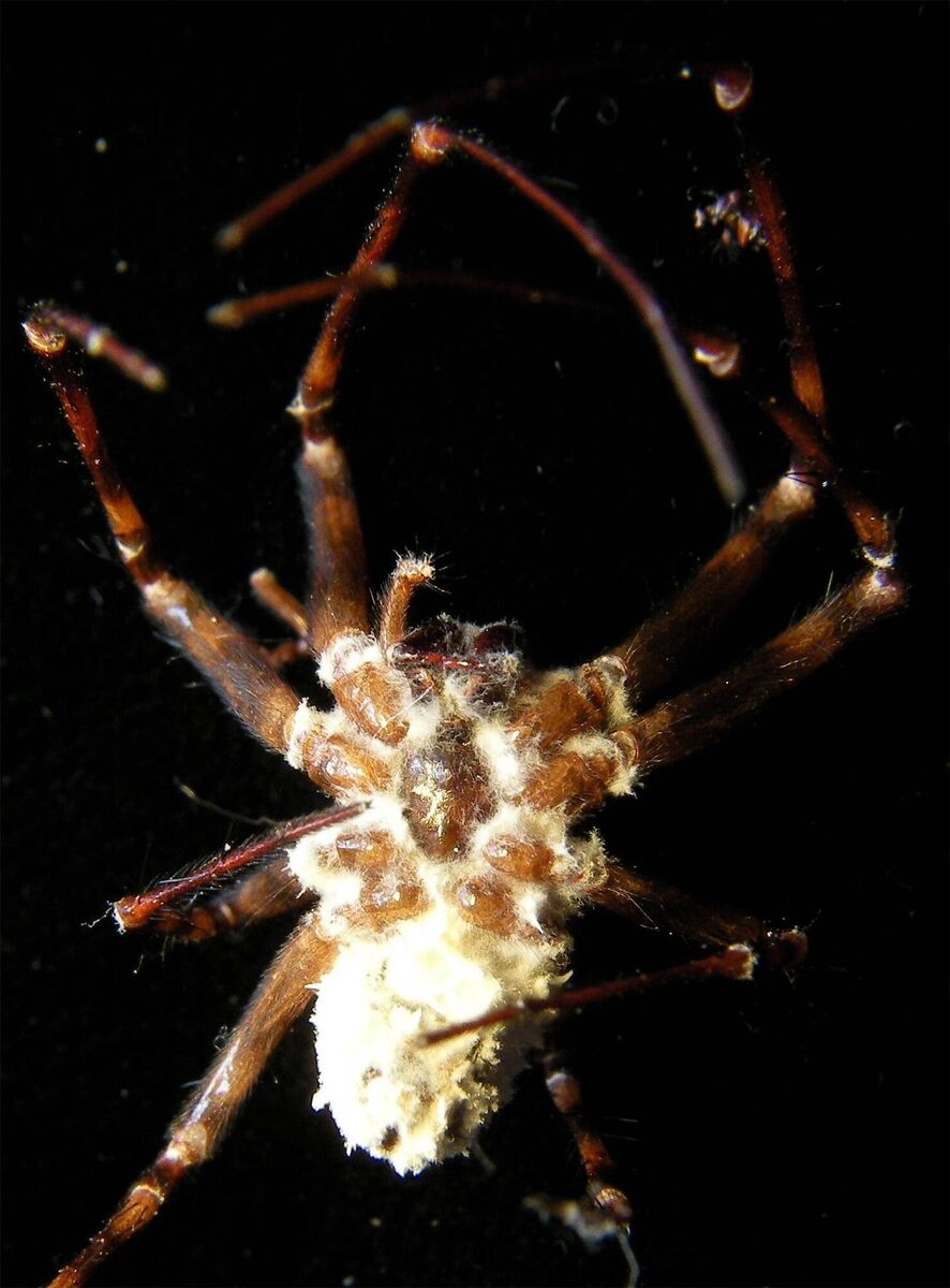 The new fungus Gibellula attenboroughii taking control of an orb-weaving cave spider in caves under Cavan and Fermanagh. Pictures: Centre for Agriculture and Biosciences International