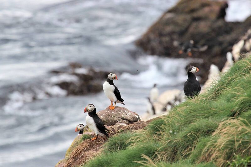 Atlantic puffins in Witless Bay Ecological Reserve, the largest breeding colony of the species in North America. Image by Taylor Brown