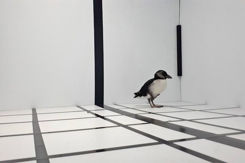 A stranded Atlantic puffling navigating the experimental setup designed by the researchers. Young pufflings lack the characteristic large, colorful beak as it takes about 4-5 years for the beak to enlarge and develop grooves, and the number of grooves gives an indication of the age of the bird. Image by Taylor Brown.