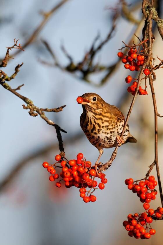 Rowan can thrive in almost any type of soil and is exceptional for the clusters of bright red and orange berries that develop in autumn, loved by fieldfares and waxwings who come from afar in autumn to feast on rowan berries