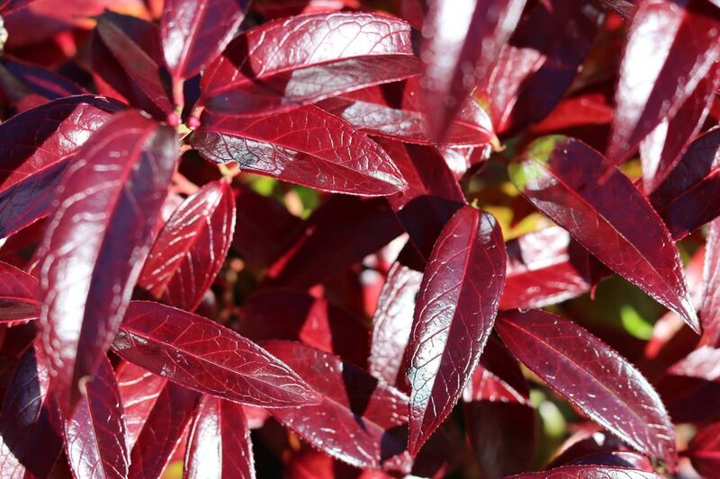 Bright red leucothoe leaves. Bright red leucothoe leaves.