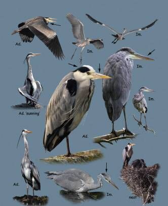 Grey Heron (Corr éisc/Ardea cinerea) Grey Heron (Corr éisc/Ardea cinerea)