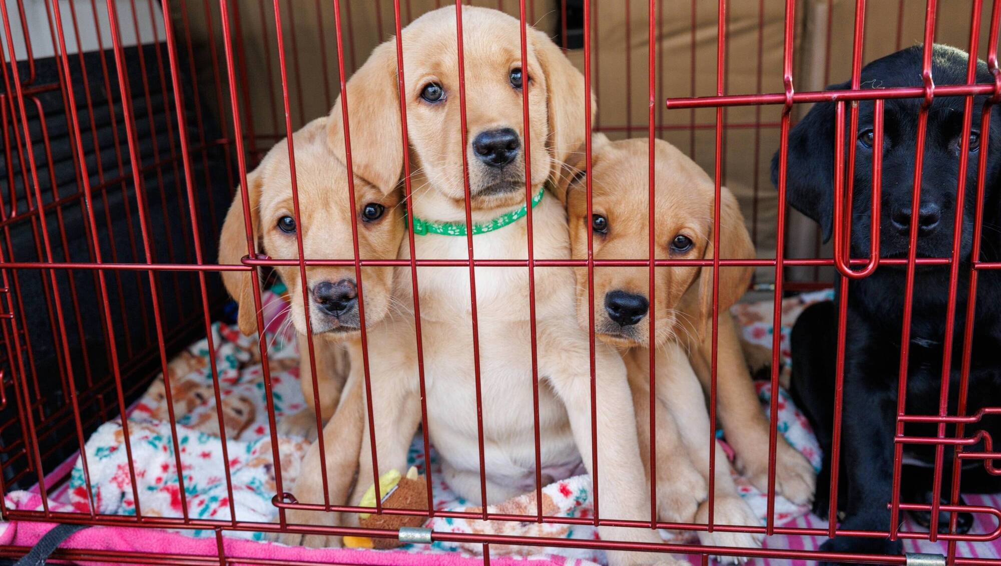 Dogs for the Disabled start training pups when they are in the litter. Picture: Jeff Harvey