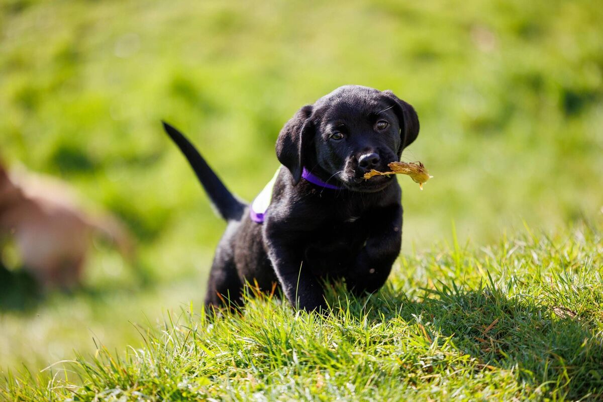 'We start working with them at three days old, up to 10 weeks,' say Dogs for the Disabled. Picture: Jeff Harvey