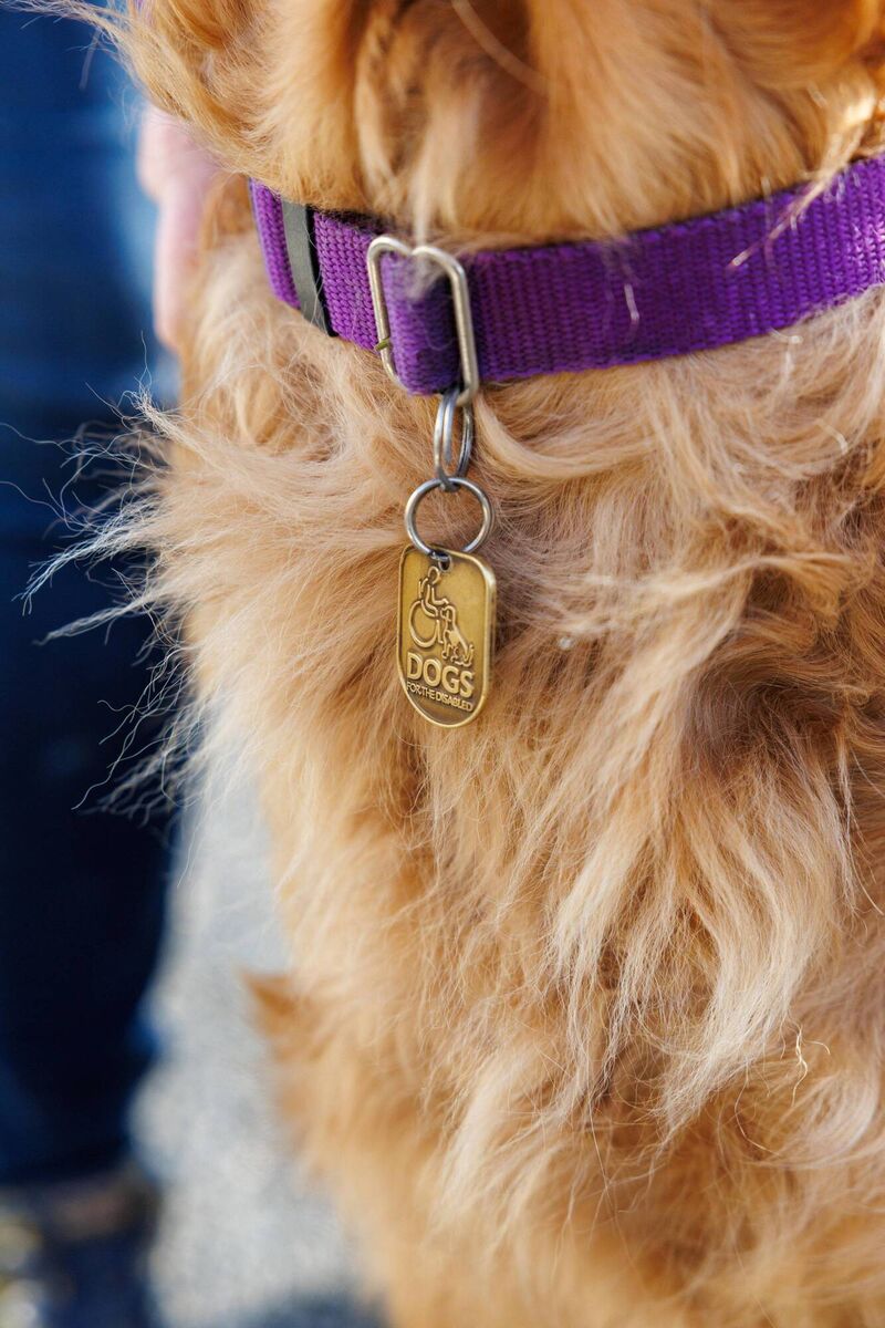 The Dogs for the Disabled charity started in Cork in 2007 with the aim of training specially bred dogs to assist disabled children and adults to live independent lives. Picture: Jeff Harvey