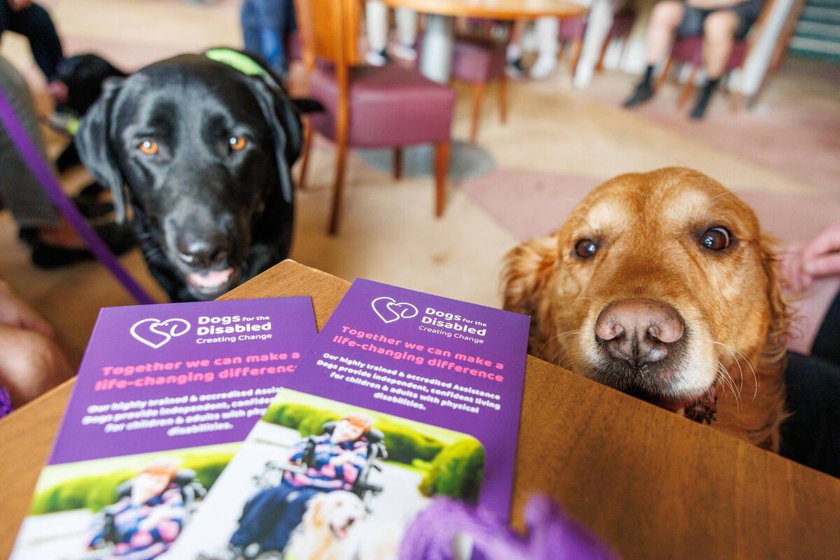 Shelton Abbey inmates help train dogs for the Cork-based charity Dogs for the Disabled. Picture: Jeff Harvey