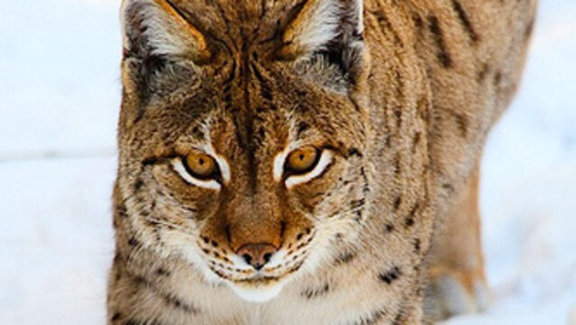 <p>The Lynx UK Trust will apply this year to release several Eurasian lynx into the wild.</p>