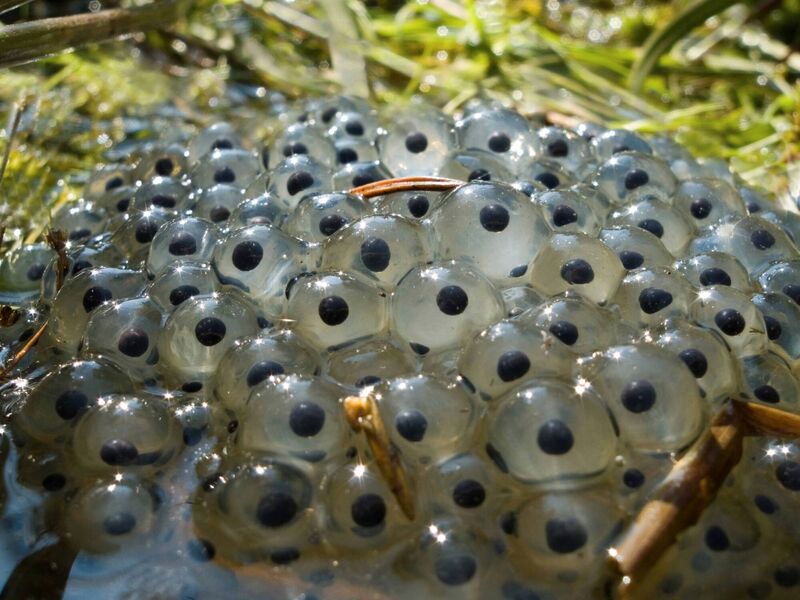Pheromones are chemical signals released by animals (and some plants) to communicate with members of the same species. These invisible love letters travel through air or water, triggering anything from attraction to aggression.