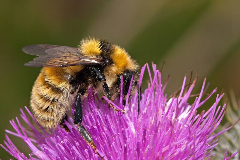 The Great Yellow bumblebee