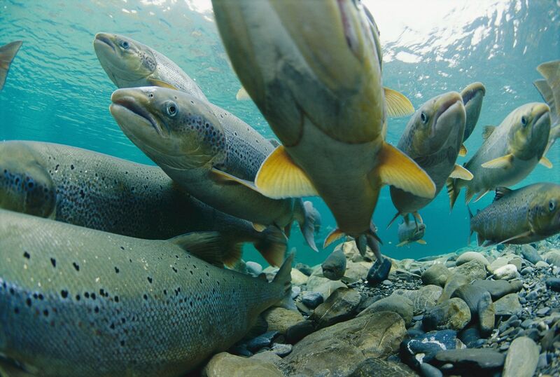 Surviving nets, habitat loss, and a flood of farmed fish, Atlantic salmon face an uncertain future. Picture: Paul Nicklen/National Geographic/Getty Images
