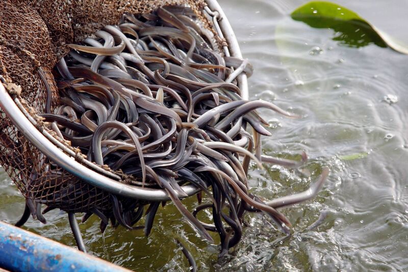 Though still widespread, the numbers of eels in Ireland has suffered a catastrophic decline, with the current numbers of glass eels being less than 7% of what was present in the 1980s. Consequently, the European eel is assessed as being Critically Endangered in Ireland. Picture: EPA/BERND SETTNIK