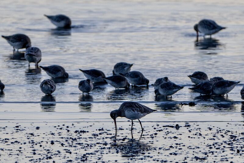 A flock of curlews peck for morsels in the mudflats of Cork harbour. Picture: Chani Anderson
