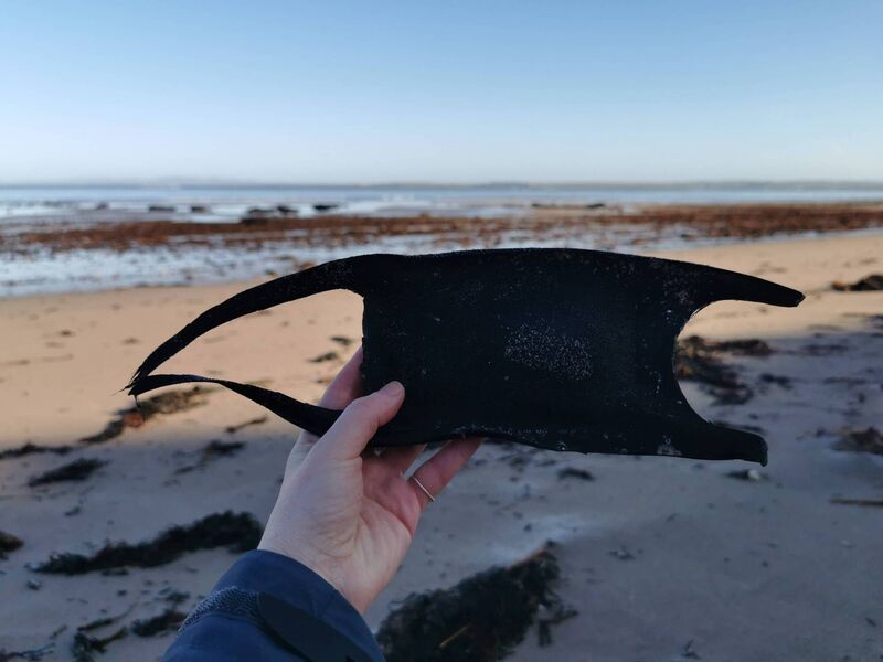 A White Skate Eggcase – (Rostroraja alba - Critically Endangered) This one is more than 15cm long. Picture: Louise Overy