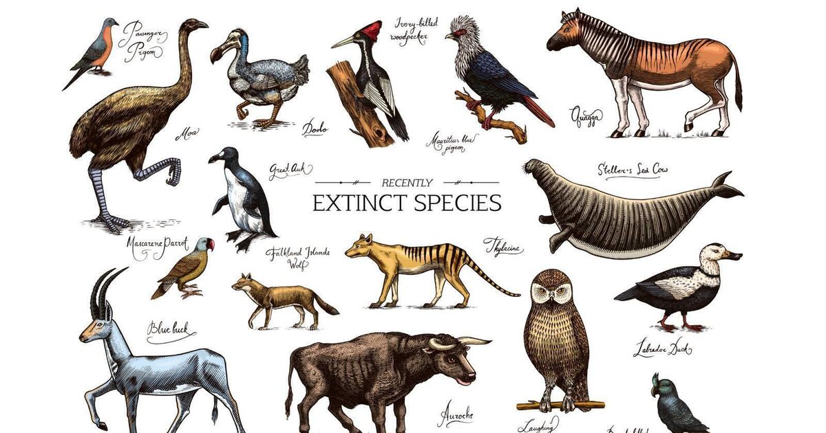 Anja Murray: Irish species at risk of extinction