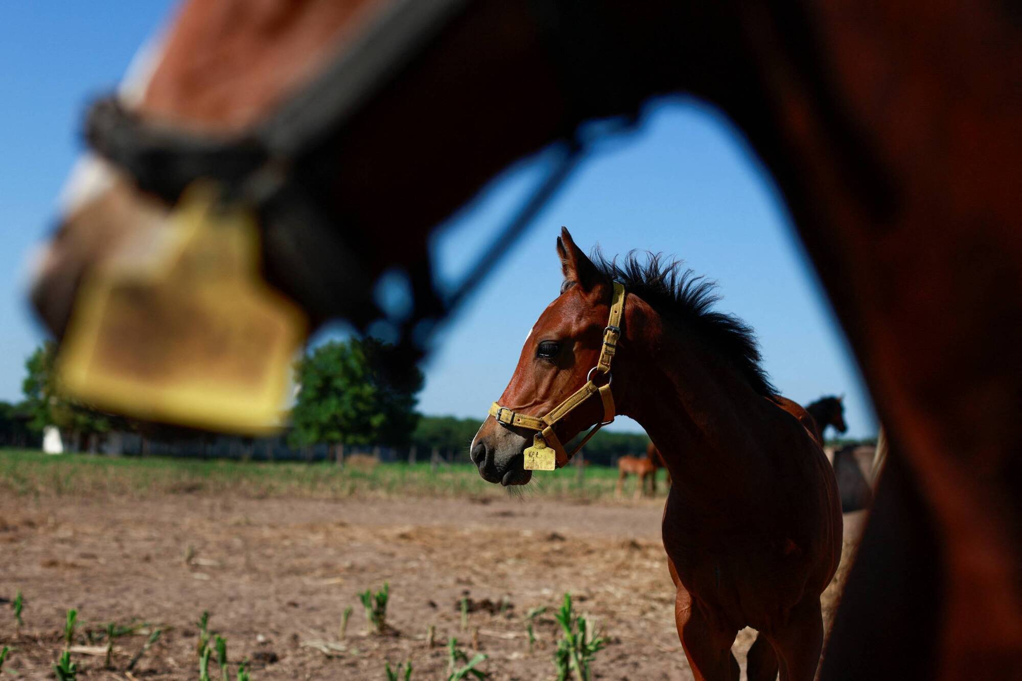 Gene-editing set to bring change in the equestrian world