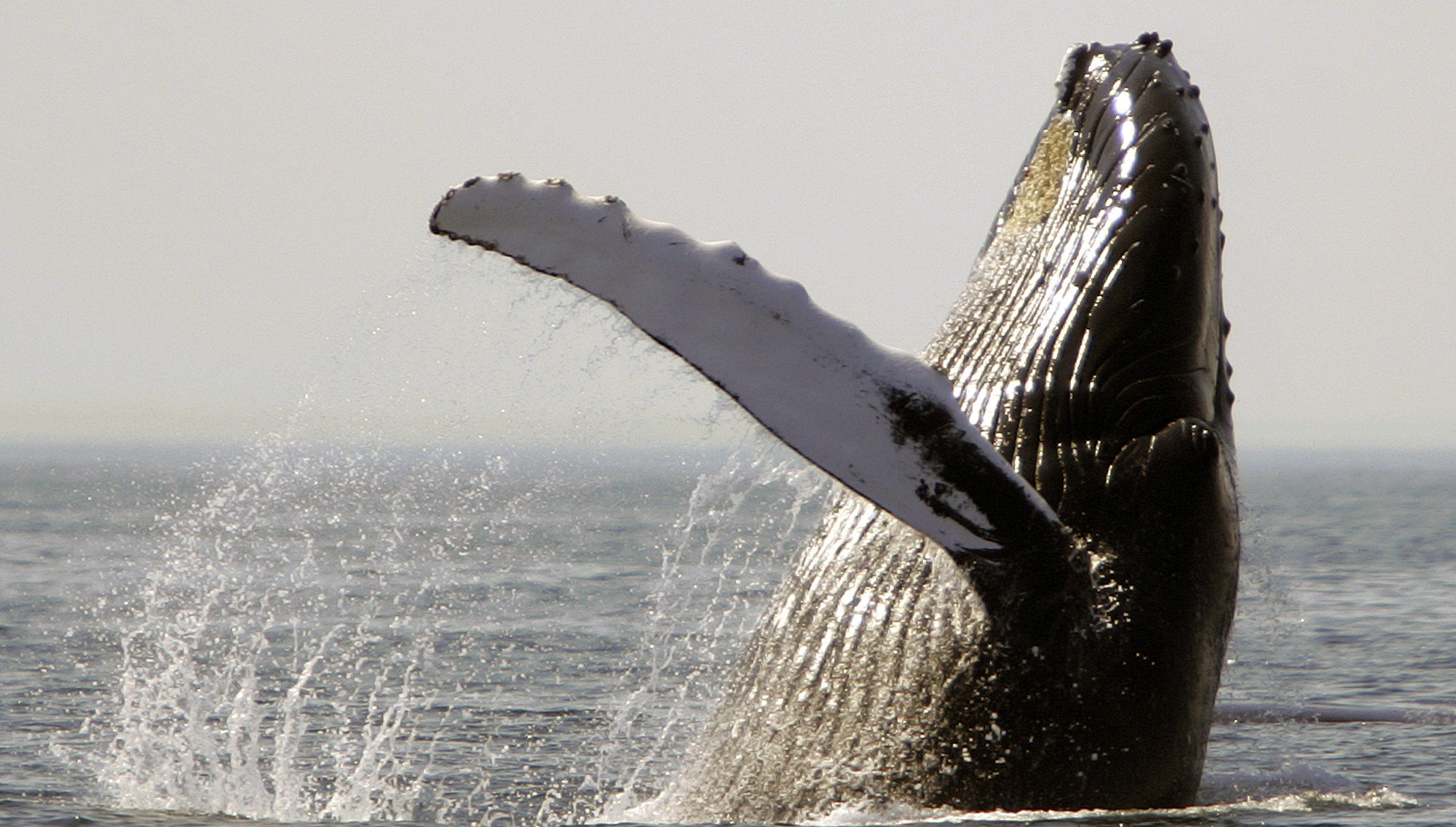 Watch: Kayaker swallowed by humpback whale off Chile