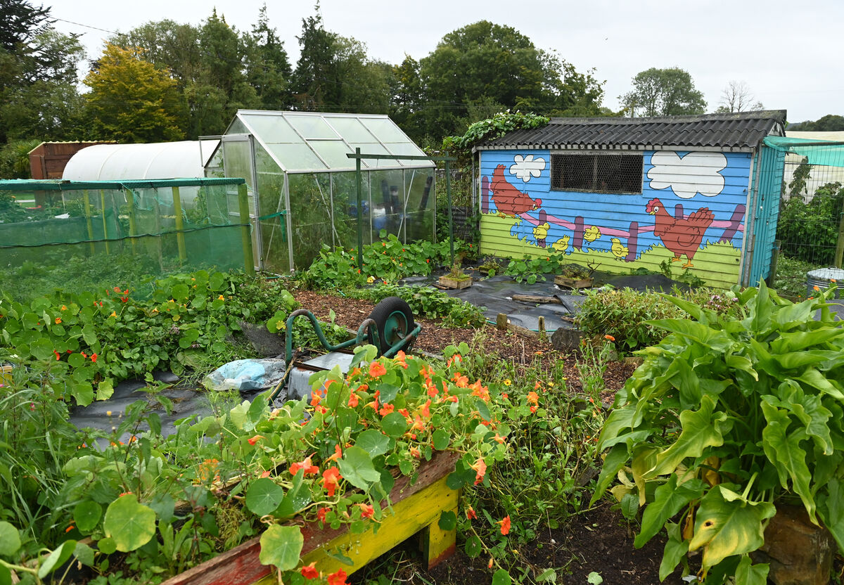 Allotments would typically be used by local residents or gardening enthusiasts for growing vegetables, fruits, flowers, or herbs. File picture: Larry Cummins Allotments would typically be used by local residents or gardening enthusiasts for growing vegetables, fruits, flowers, or herbs. File picture: Larry Cummins
