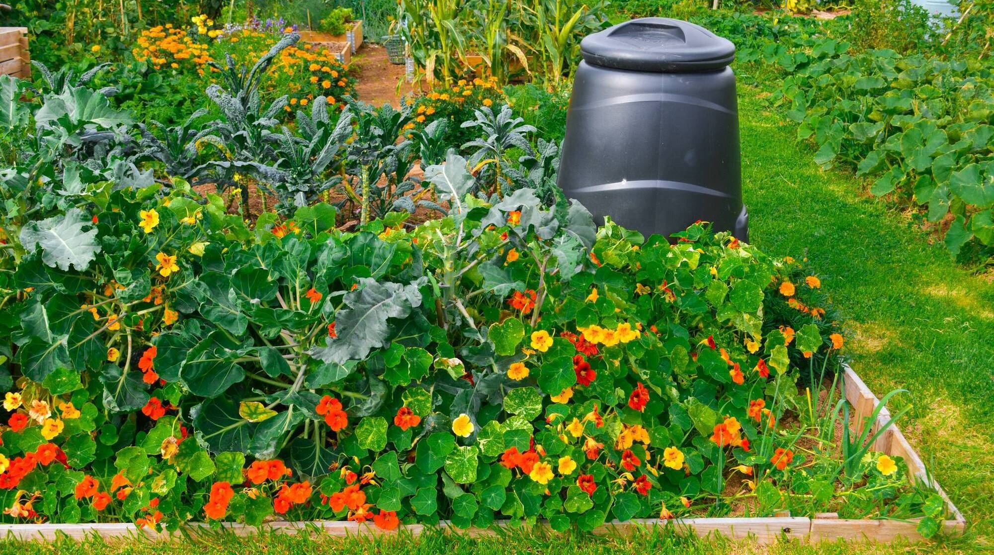 Allotments could offer farmers diversification opportunity