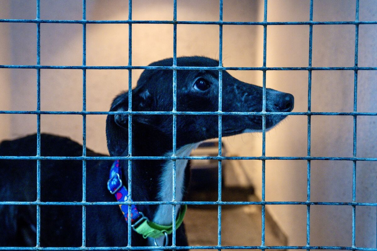 Staff at the CSPCA are hopeful that rescued Lurcher Percy will be a candidate for rehoming after some TLC. Percy arrived at the CSPCA recently in a very poor condition, it is likely she was being used for illegal hunting. Picture: Chani Anderson