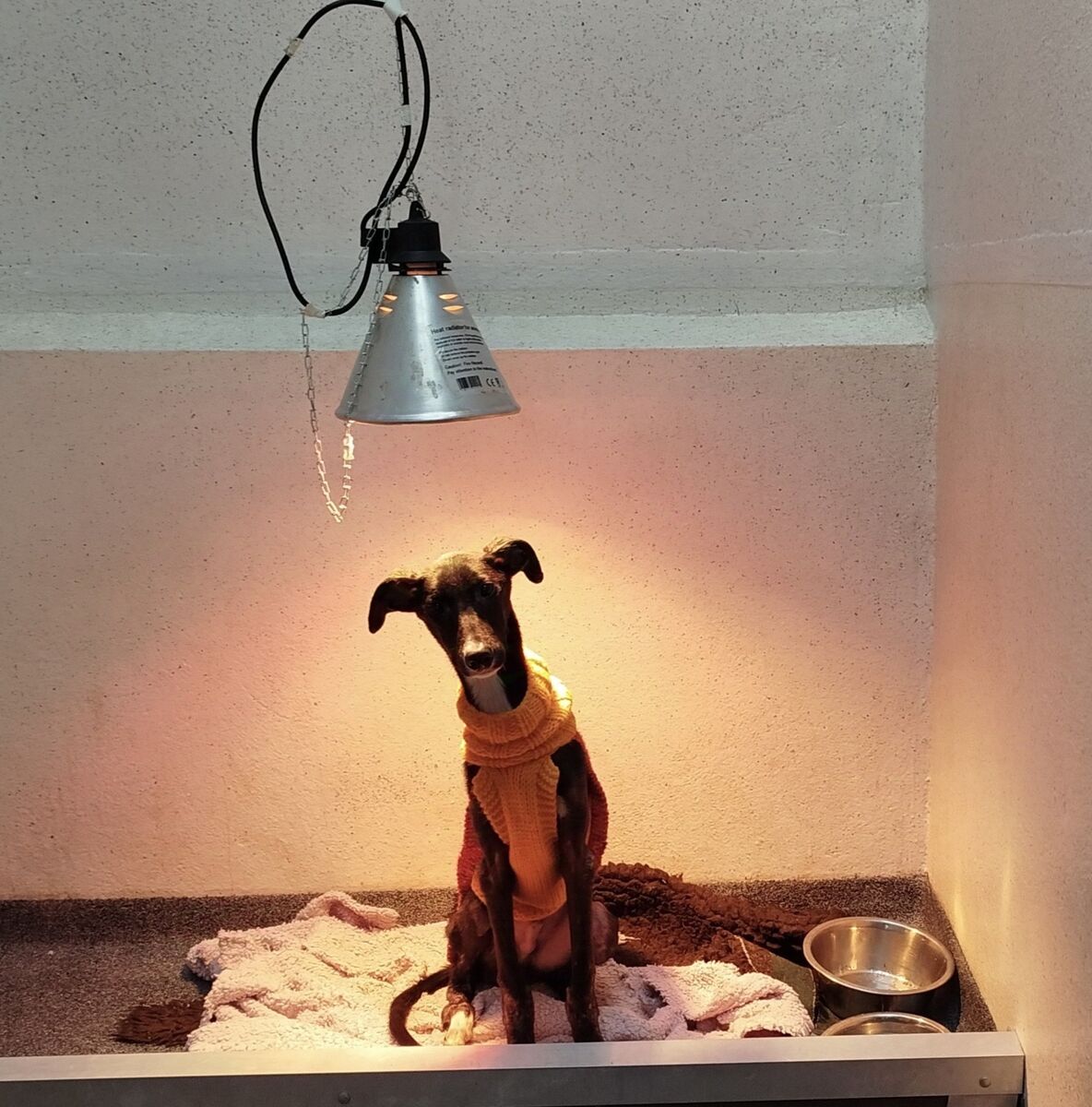  Percy the Lurcher sitting under a heat lamp after being rescued. The CSPCA said that lurchers, who are frequently used by illegal hunting gangs, are being abandoned and left for dead across Cork. Picture: Lorna Carr/CSPCA