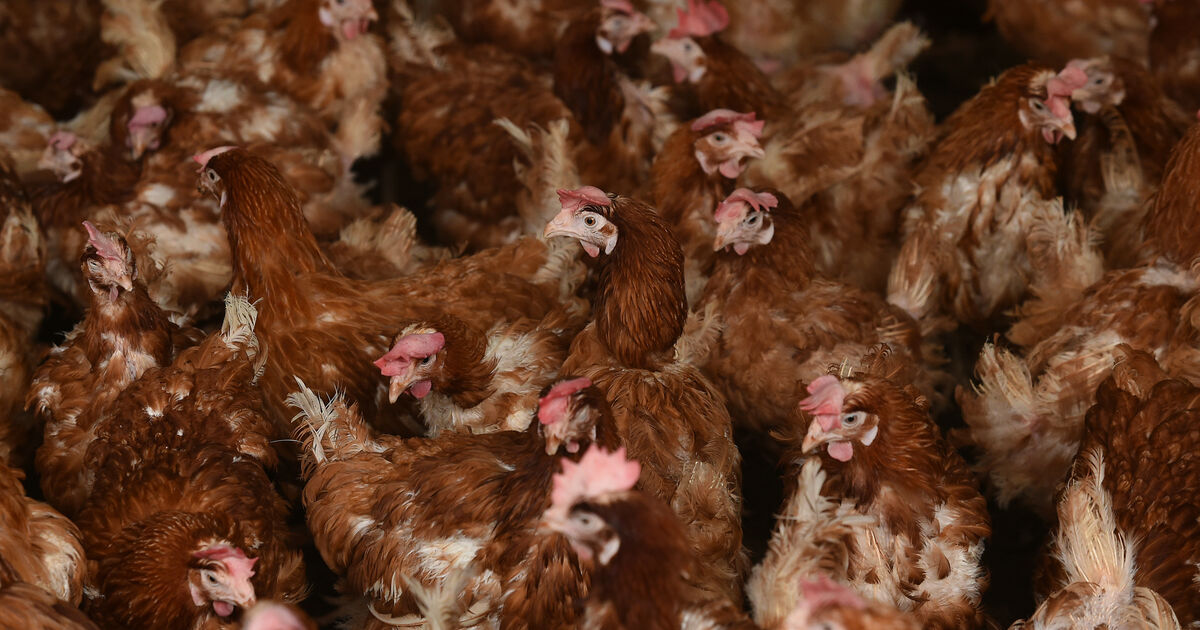 32,000 Birds Culled Over Avian Flu Fears