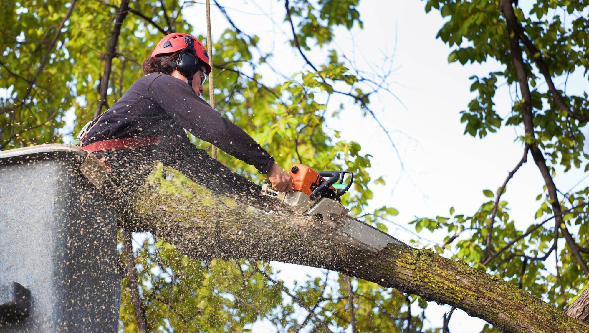 Ask a solicitor: My neighbour's tree looks like it could fall on to my property