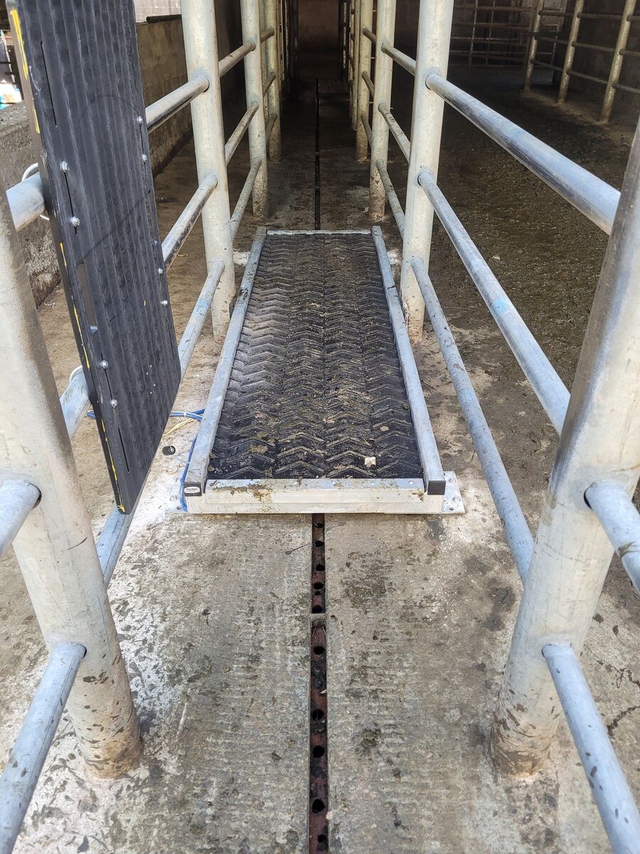 The Datamars walk-over weighing platform on the Hynes farm.