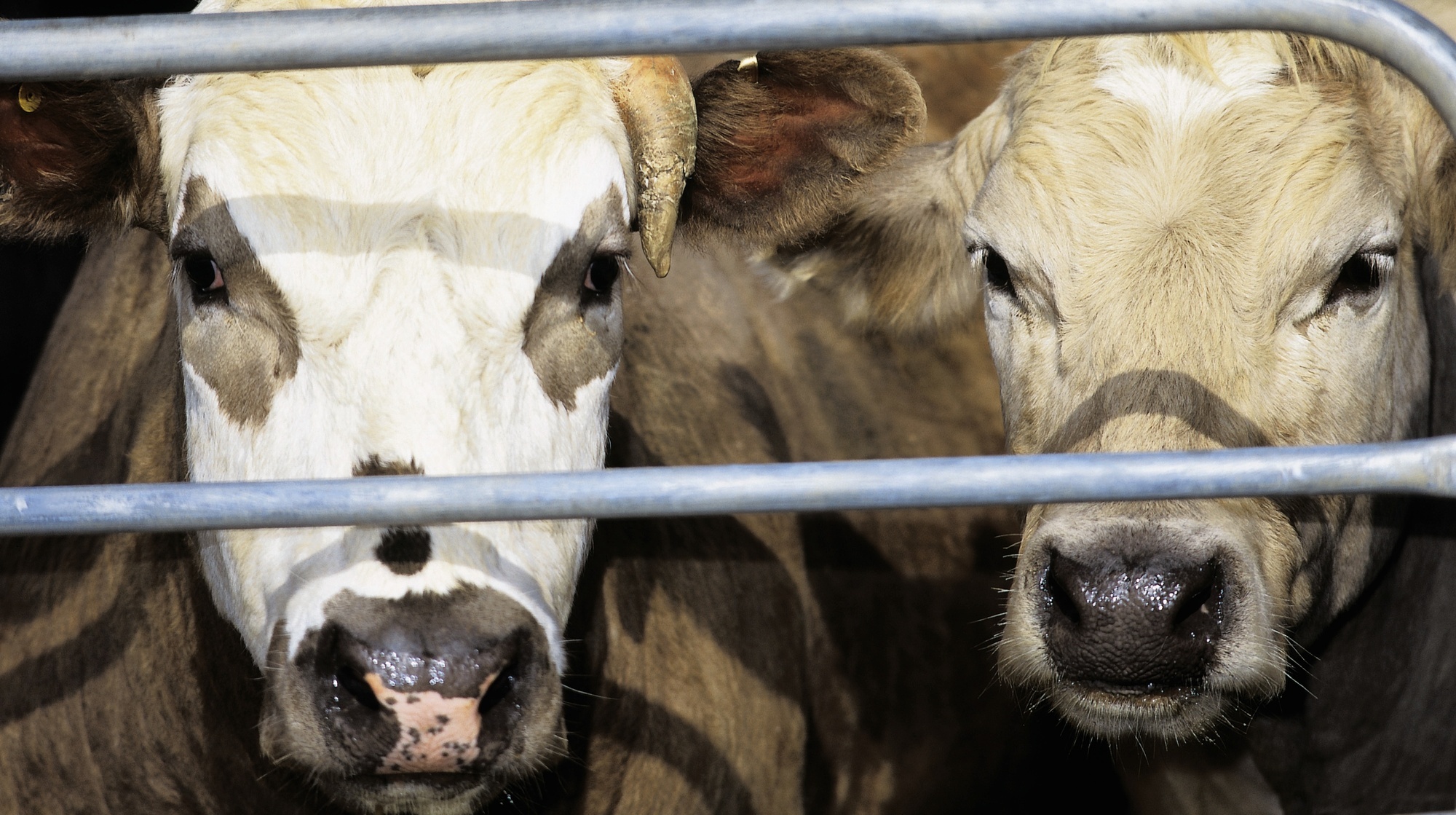 Genetic breakthrough helps farmers avoid costs of infertile cattle