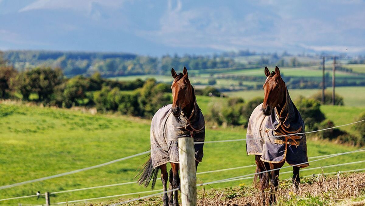 Offers on the table for stunning 117-acre Waterford stud farm
