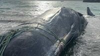 Sperm whale tangled in ropes dies after stranding