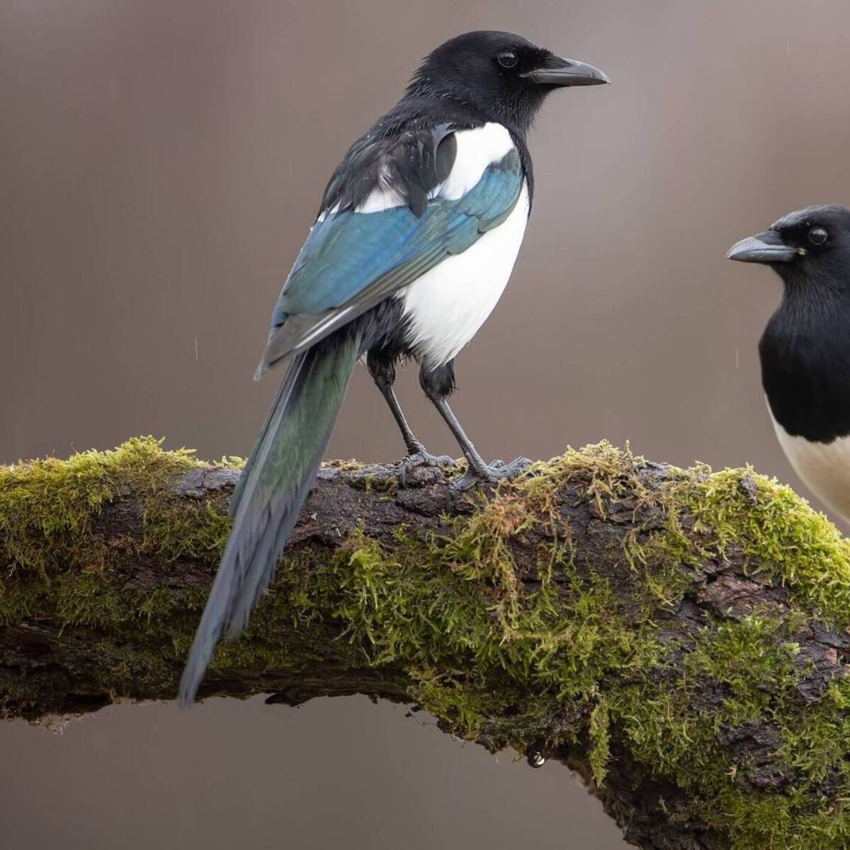 Magpie's Adventure: Climax and Conclusion