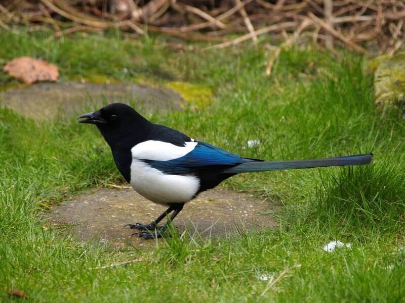 Magpie (Pica-pica)