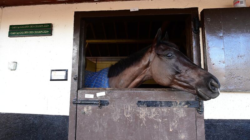 TG4 to broadcast Cheltenham Festival preview on Friday