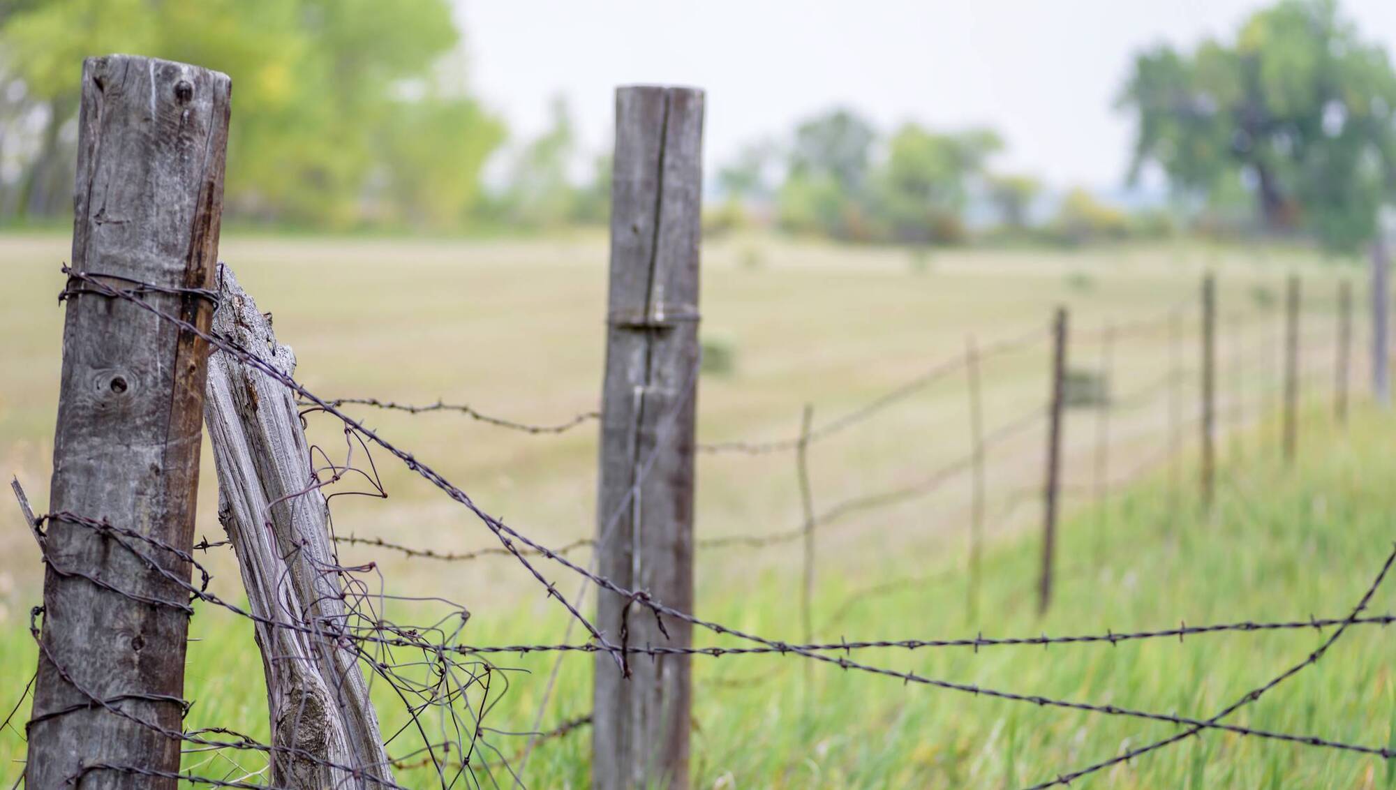 Ask a solicitor: Could I be sued if my cattle break out?