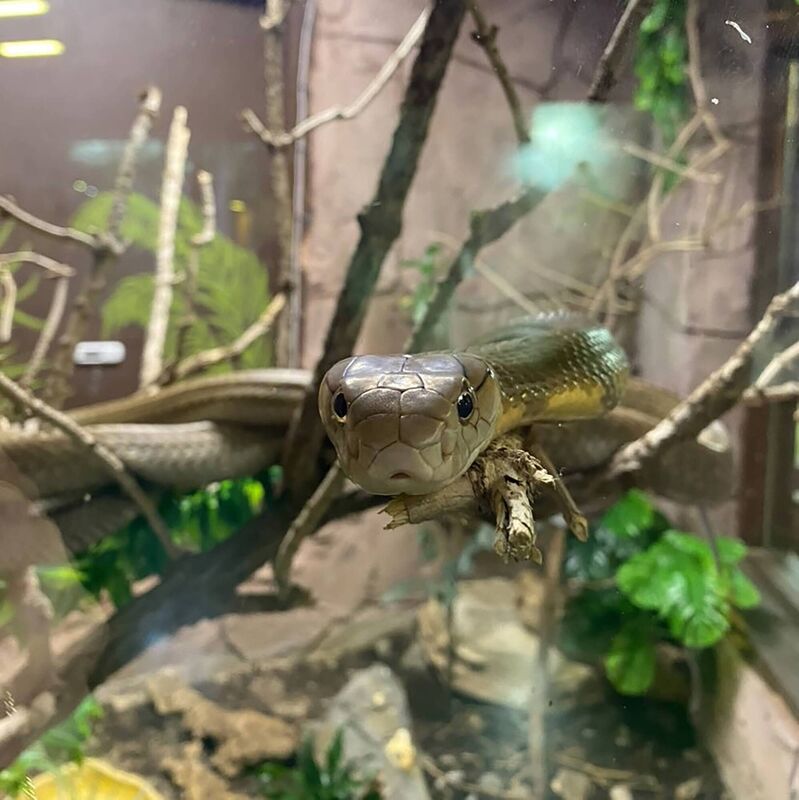 Rascal the python. Picture: Pat Moore